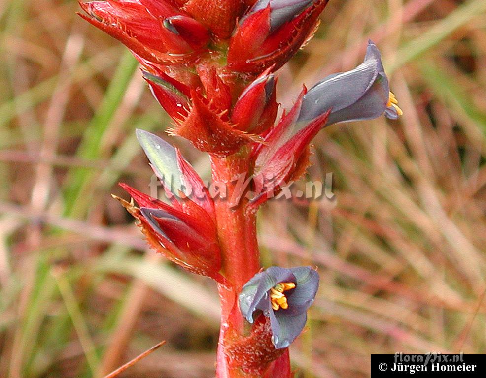 Puya eryngioides