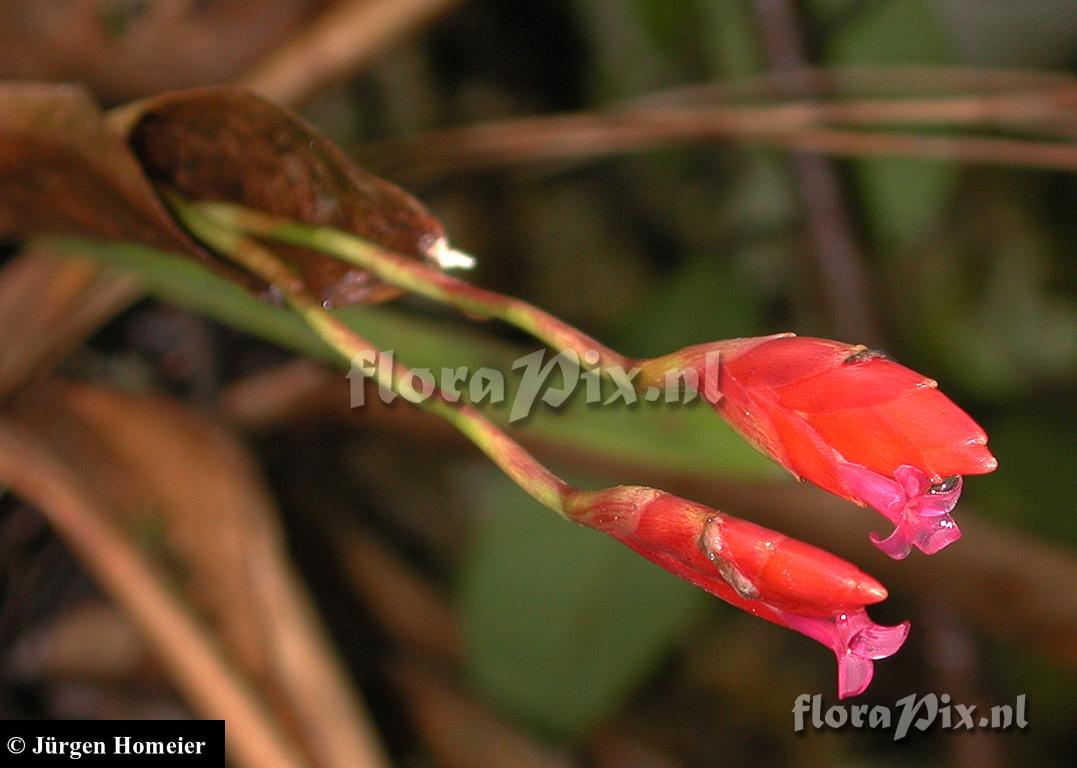 Tillandsia complanata