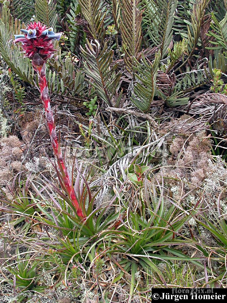 Puya eryngioides