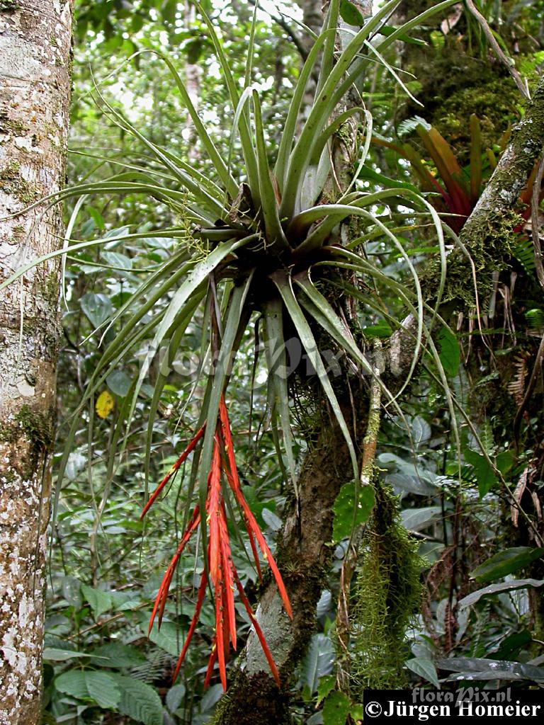 Tillandsia barthlottii