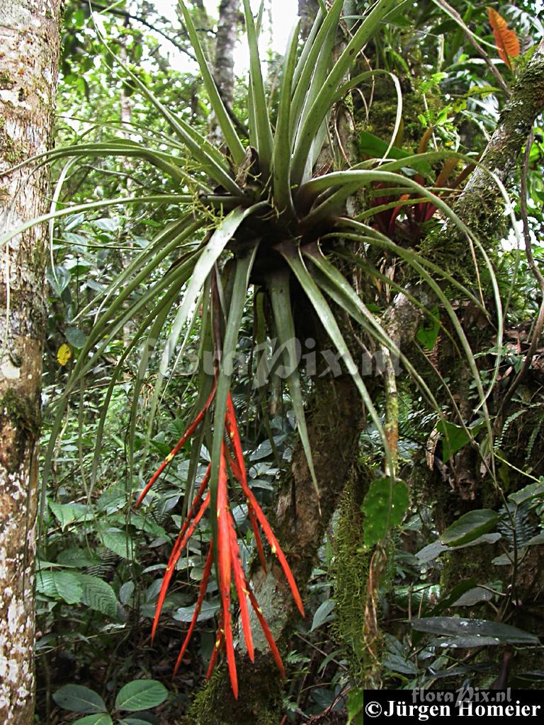 Tillandsia barthlottii