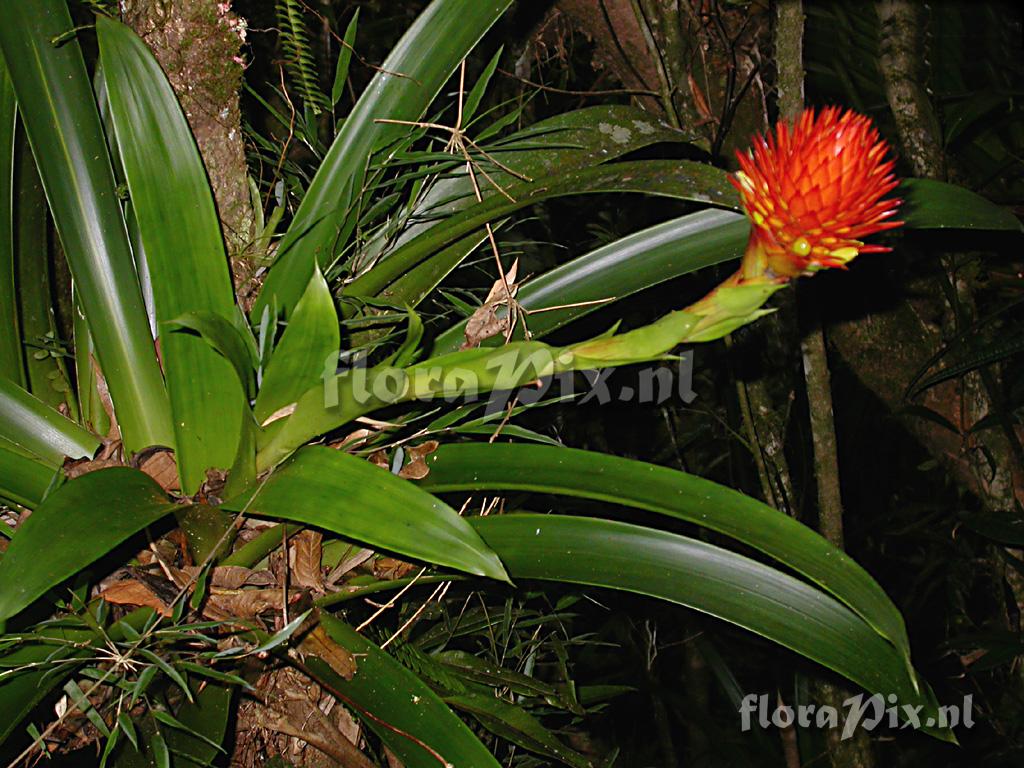 Guzmania beseae