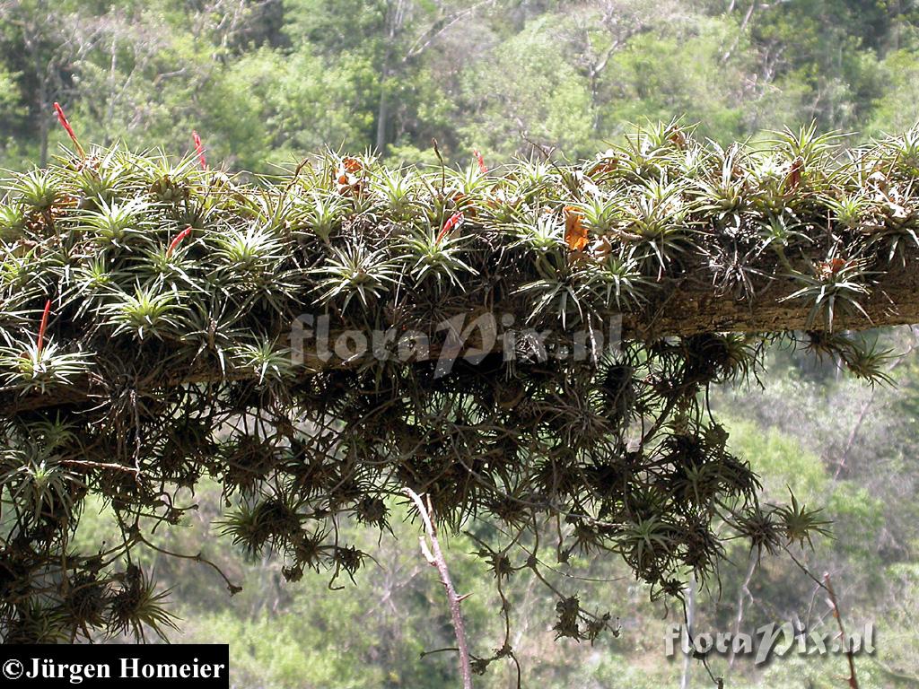 Vriesea espinosae