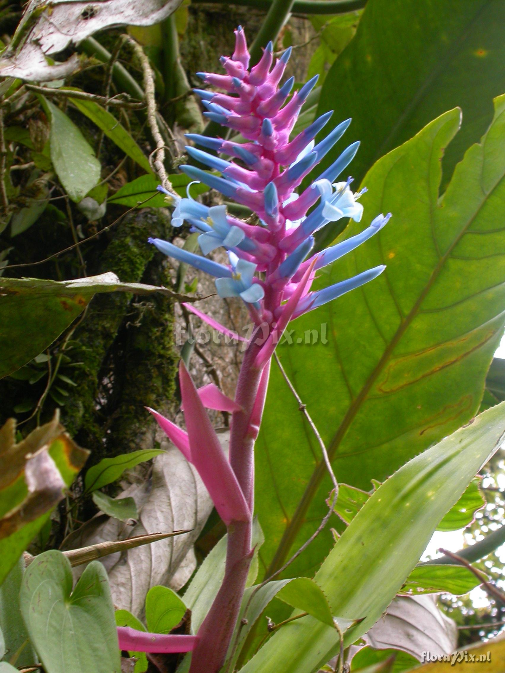 Aechmea drackeana