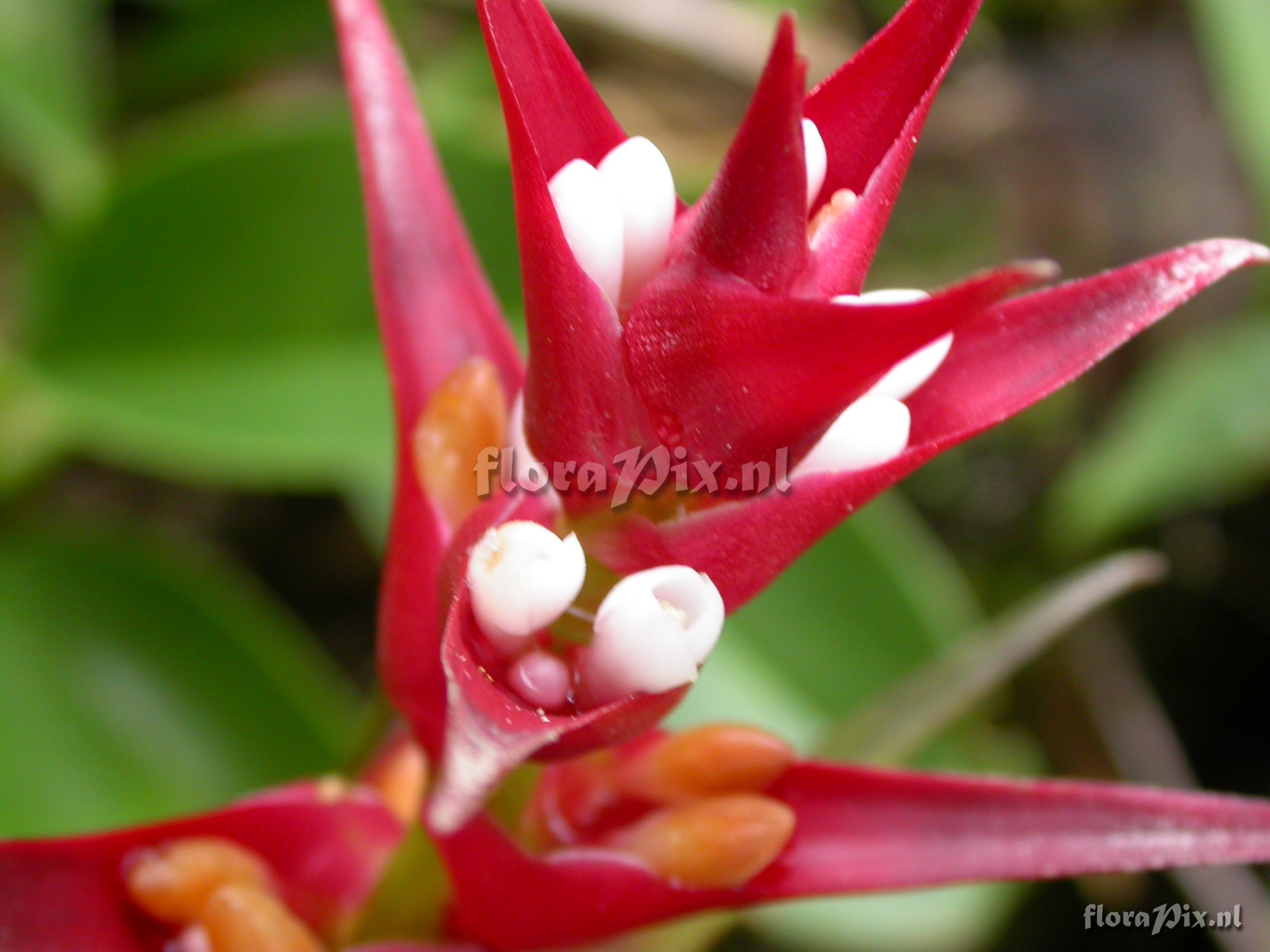 Guzmania mosquerae