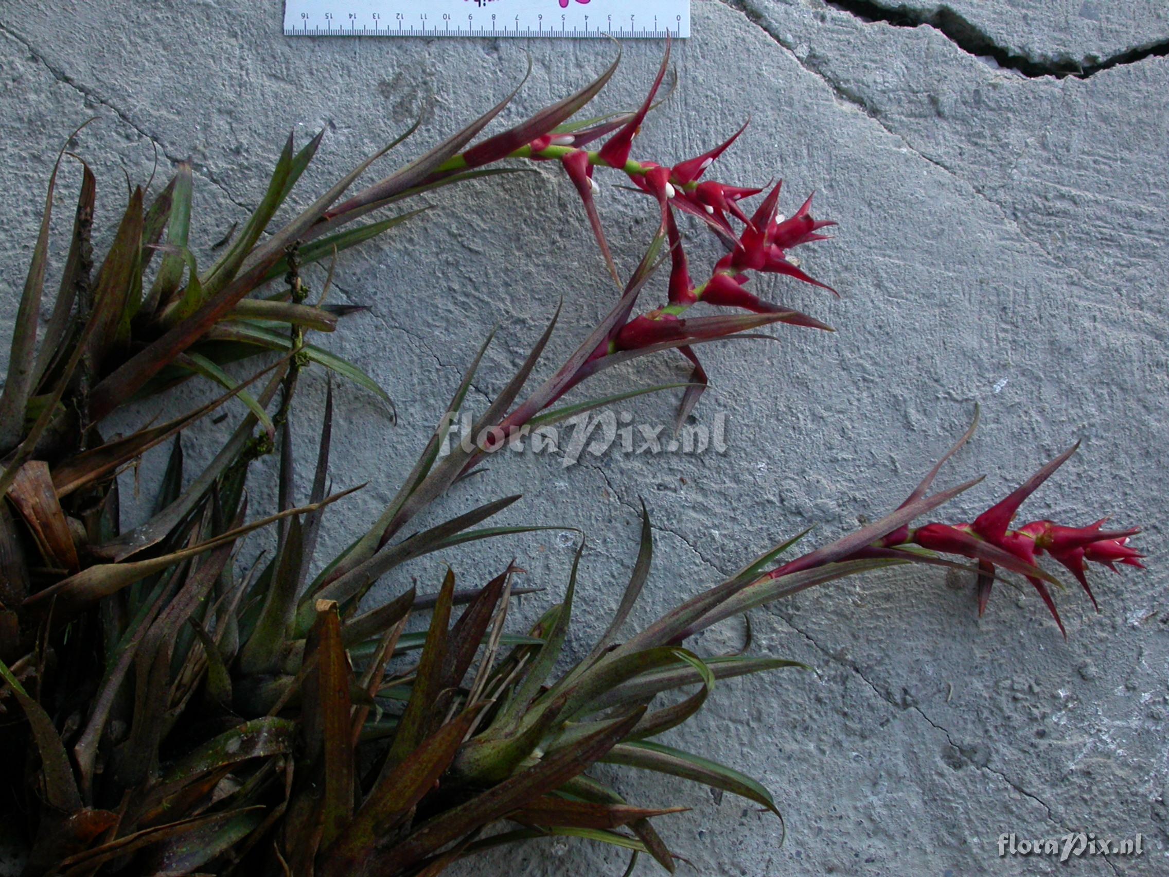 Guzmania mosquerae