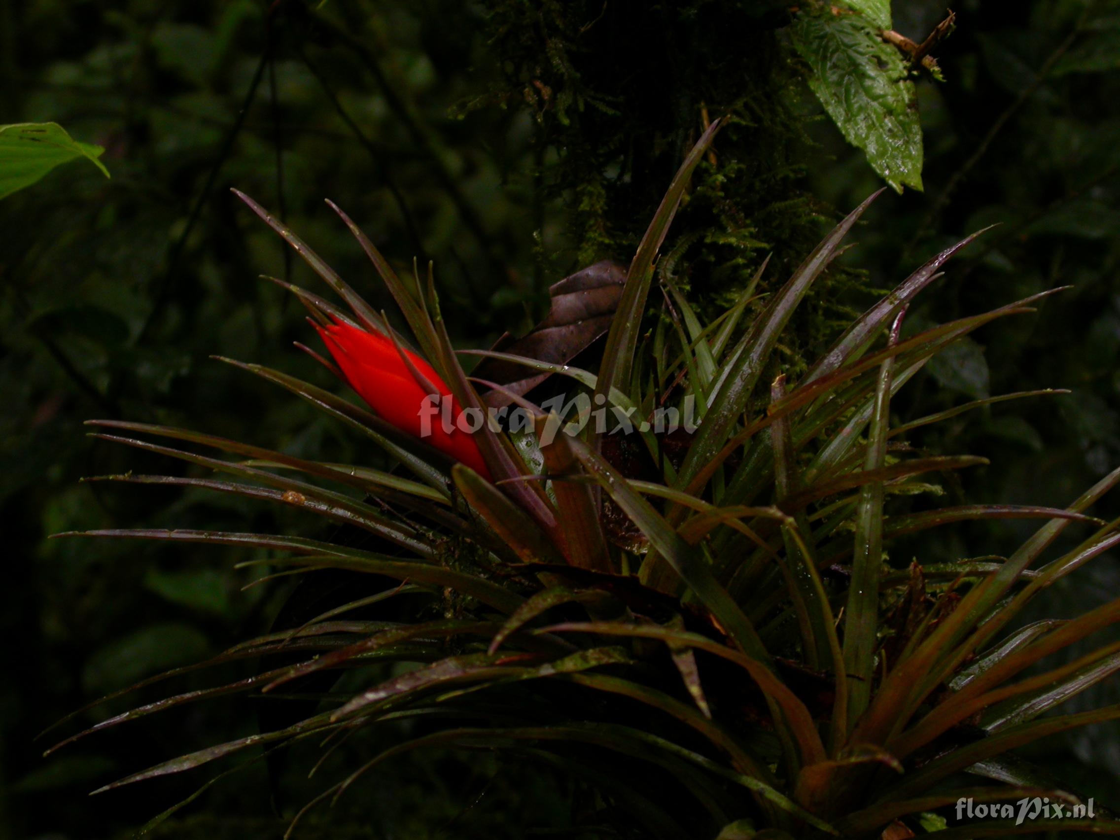 Guzmania angustifolia  