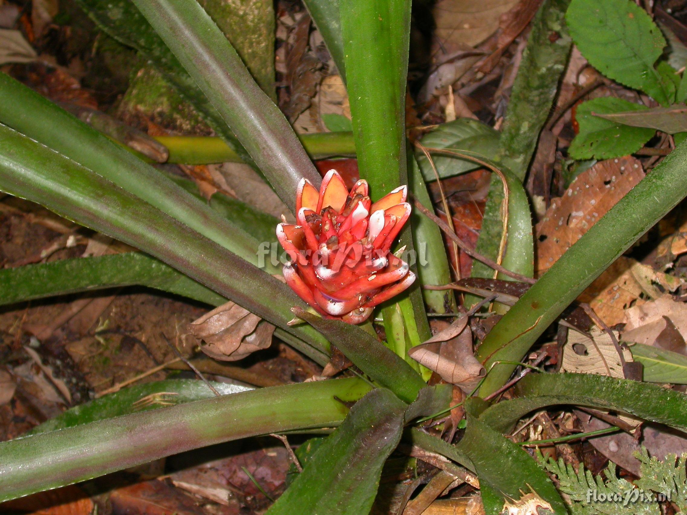  Aechmea nidularioides