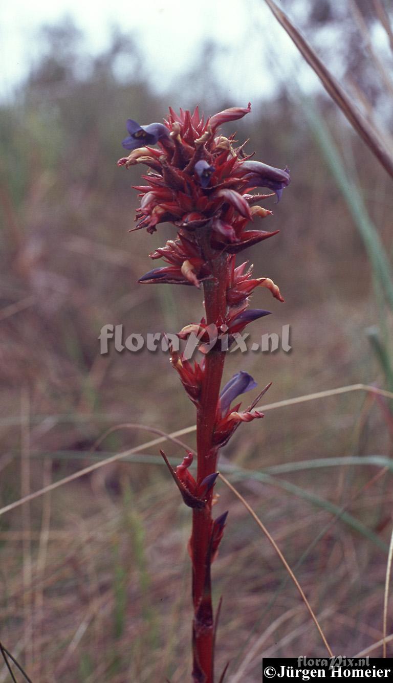 Puya erynchioides