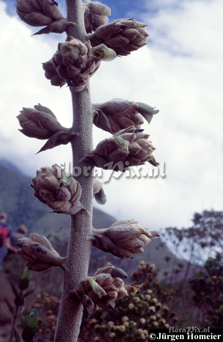 Puya asplundii