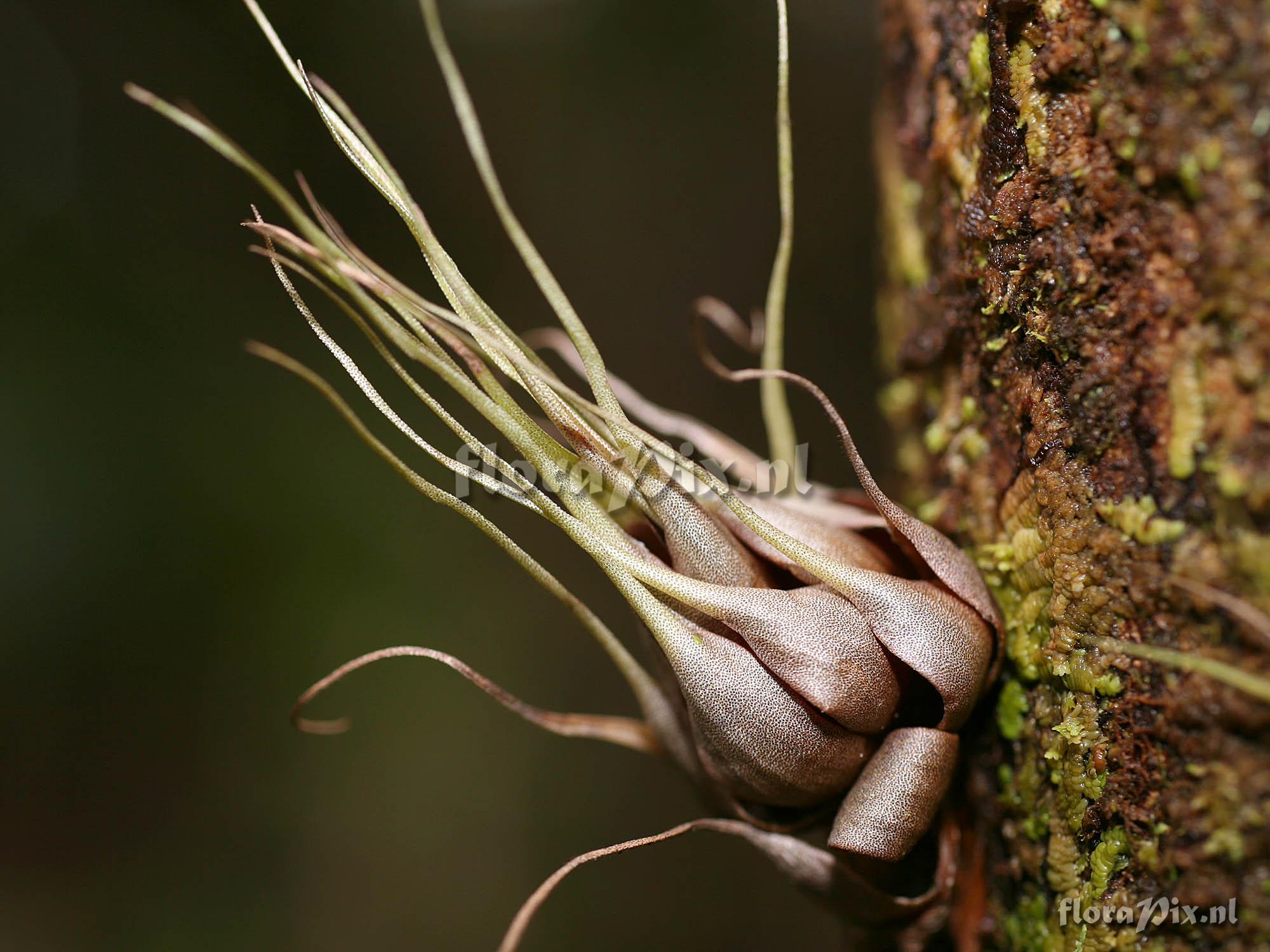 Racinaea Tillandsia sp C