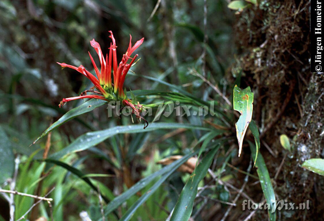 Pitcairnia riparia