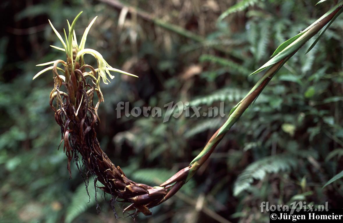 Pitcairnia fusca