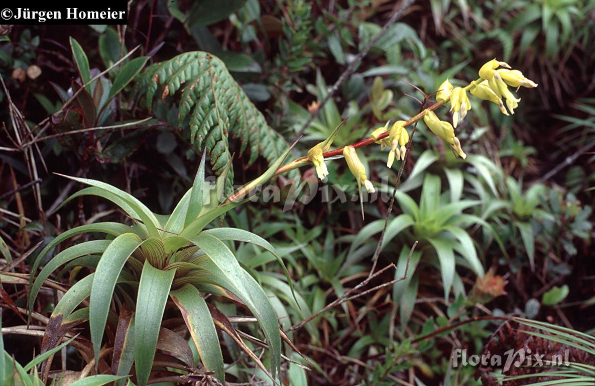 Guzmania bicolor