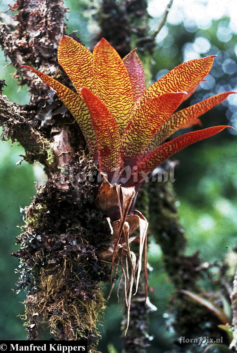  Werauhia leucophylla