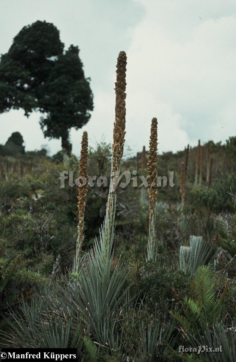 Puya 