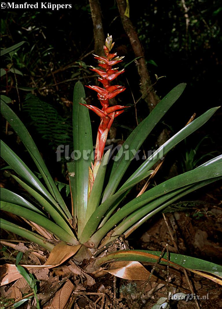 Tillandsia schimperiana