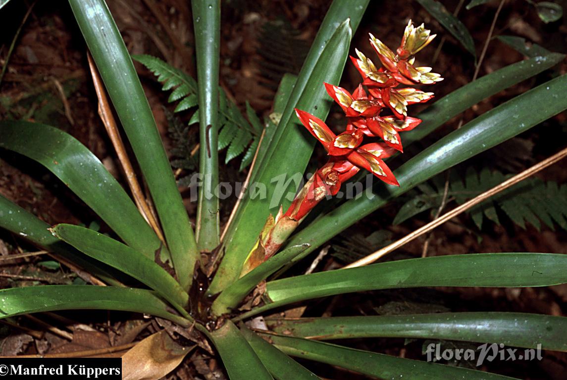 Tillandsia schimperiana