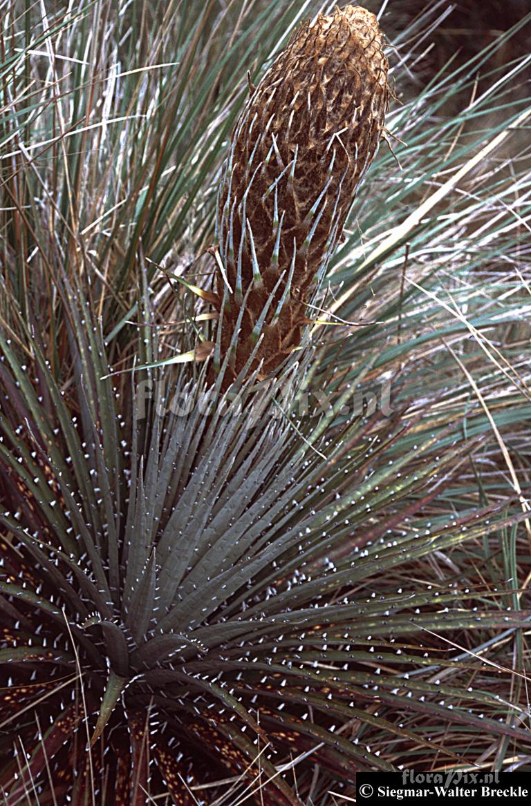 Puya clavaherculis 