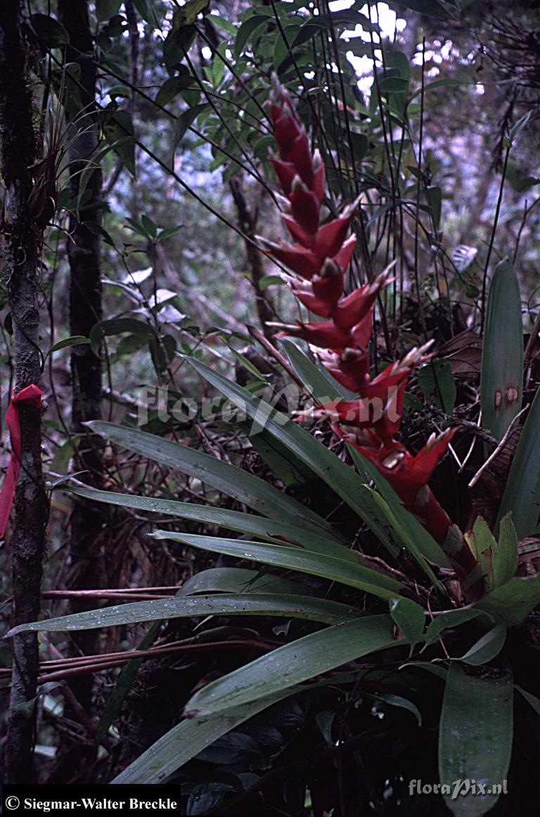 Tillandsia schimperiana