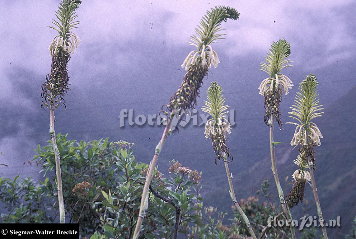 Pitcairnia trianae