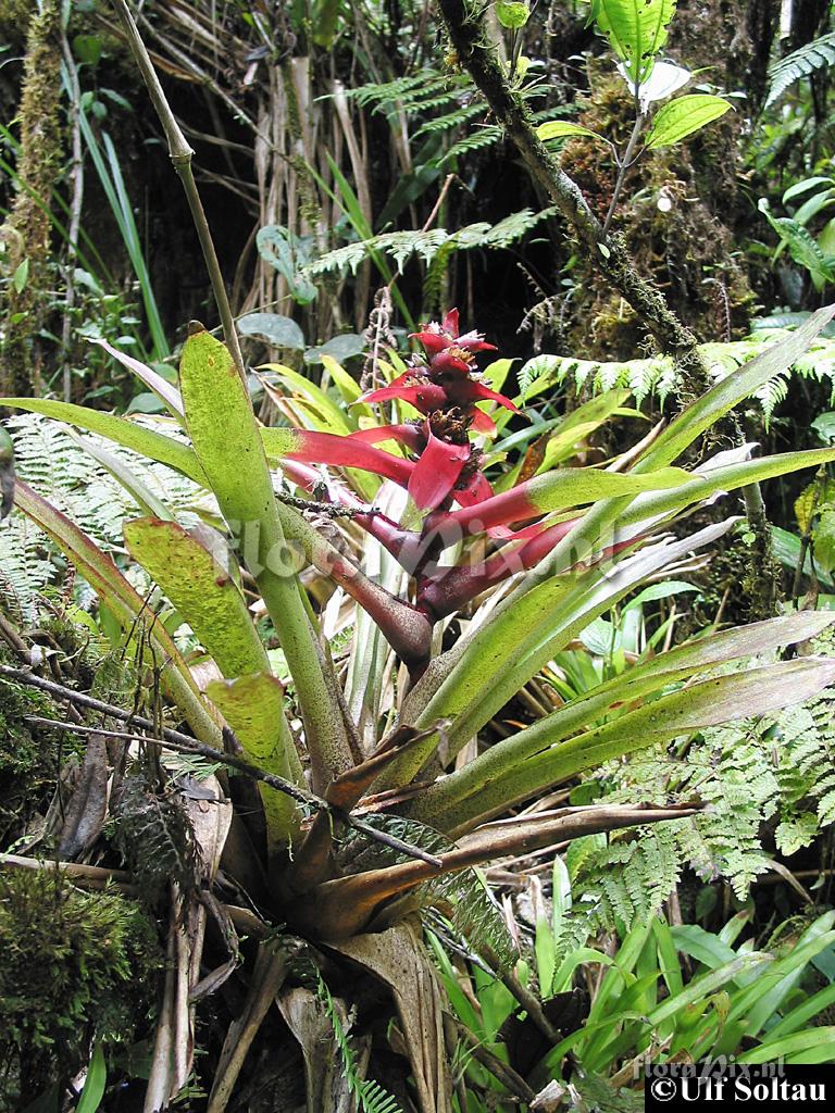 Guzmania kareniae