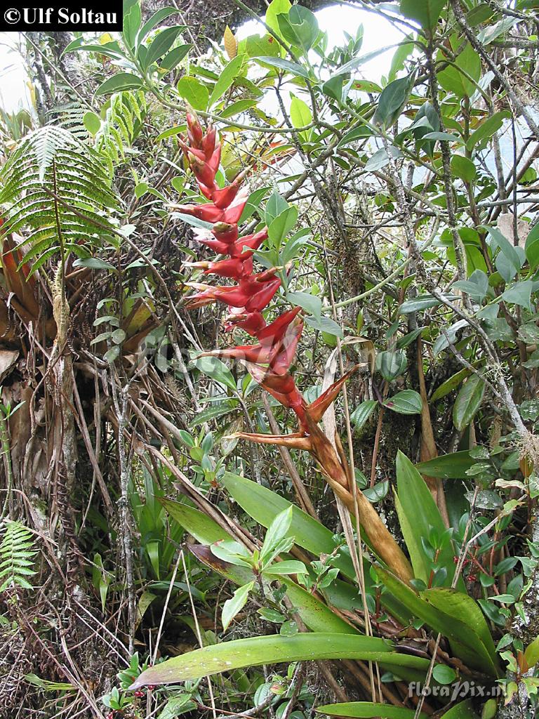 Tillandsia schimperiana