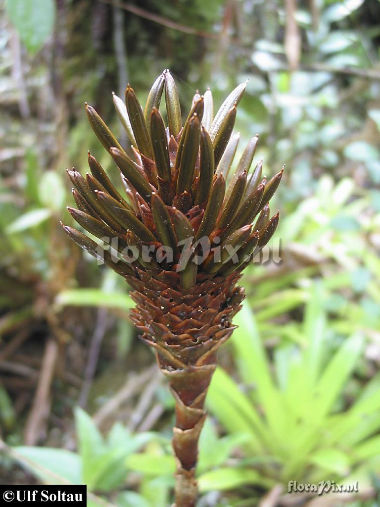 Guzmania triangularis