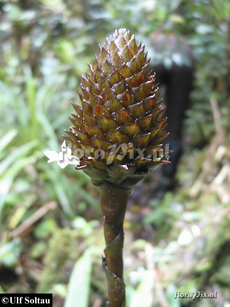 Guzmania triangularis