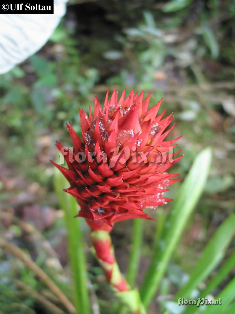 Guzmania beseae