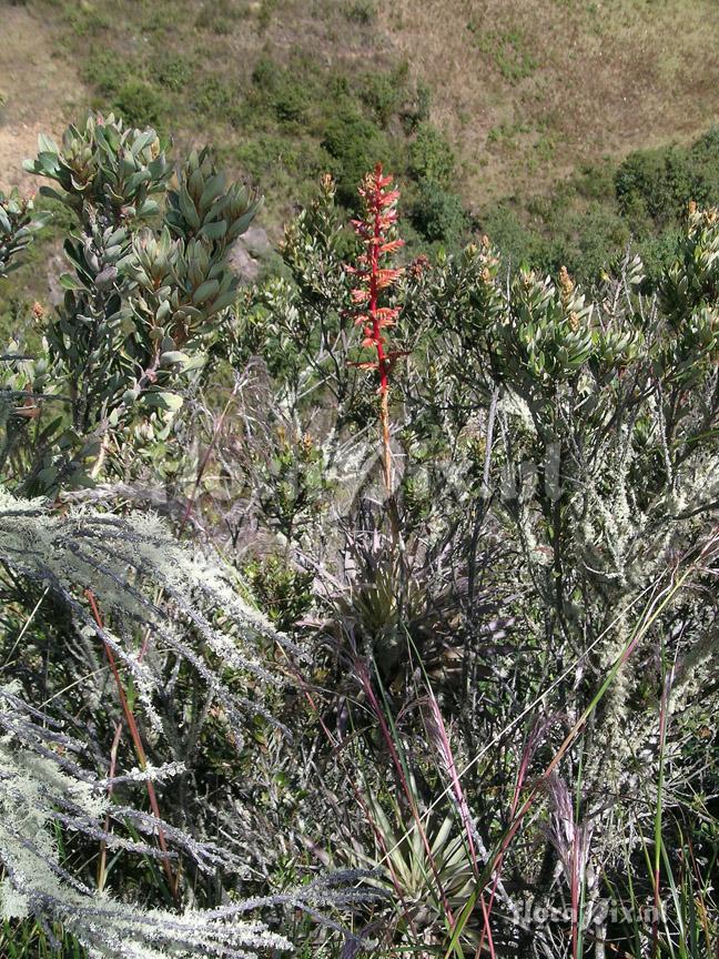 Tillandsia cf. oroyensis