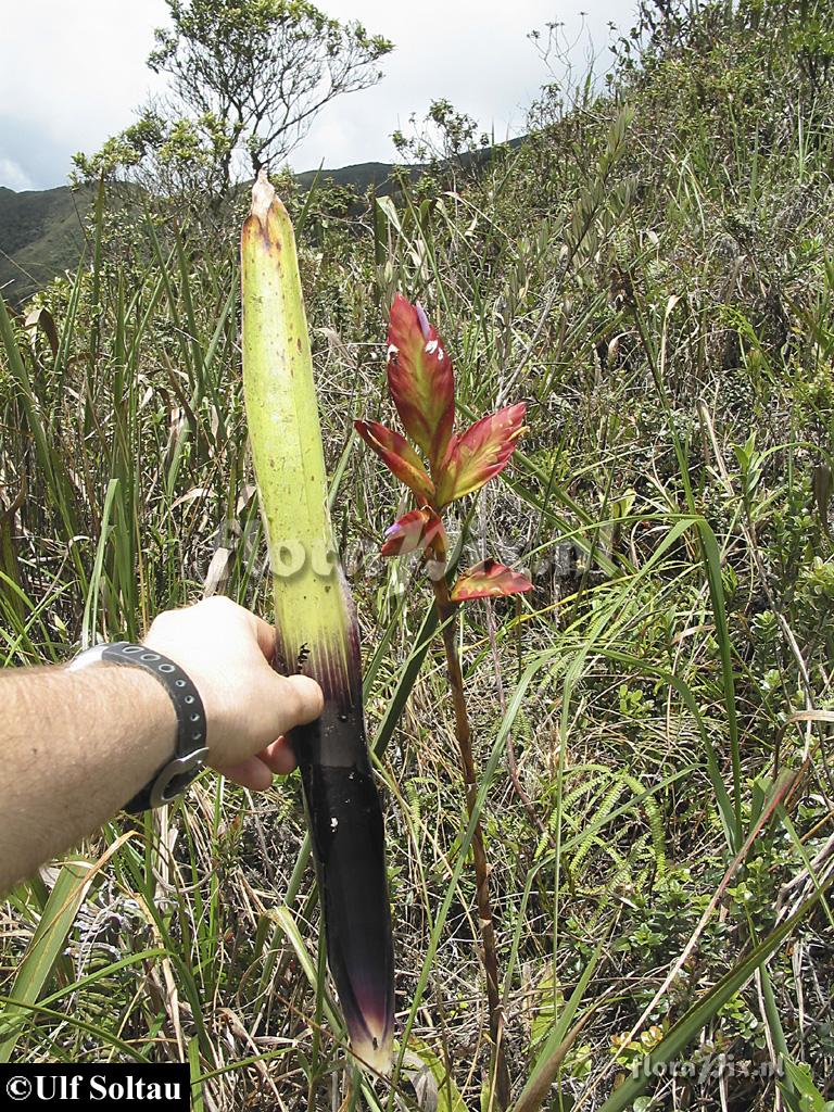 Tillandsia 