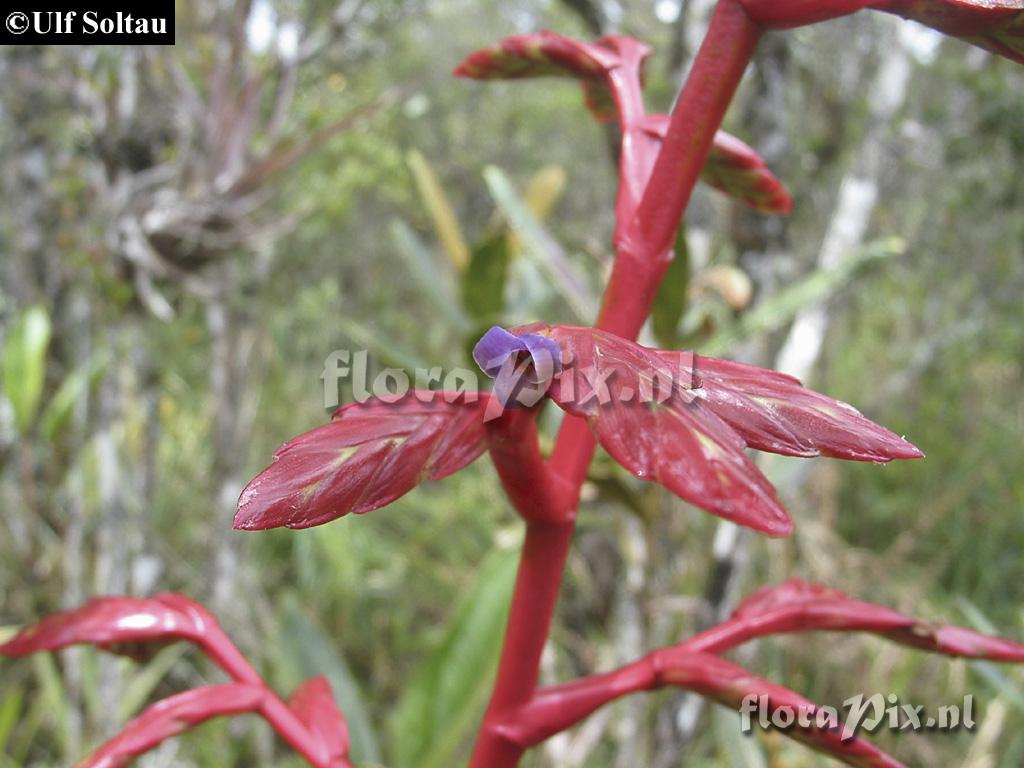 Tillandsia fendleri