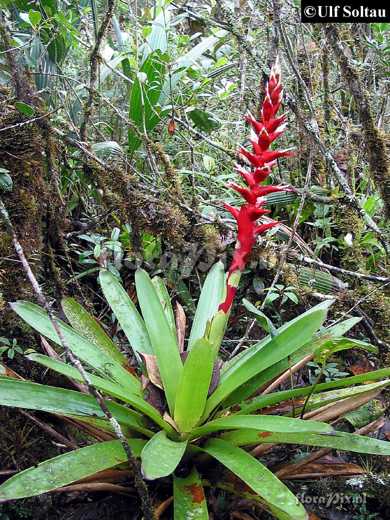 Tillandsia schimperiana