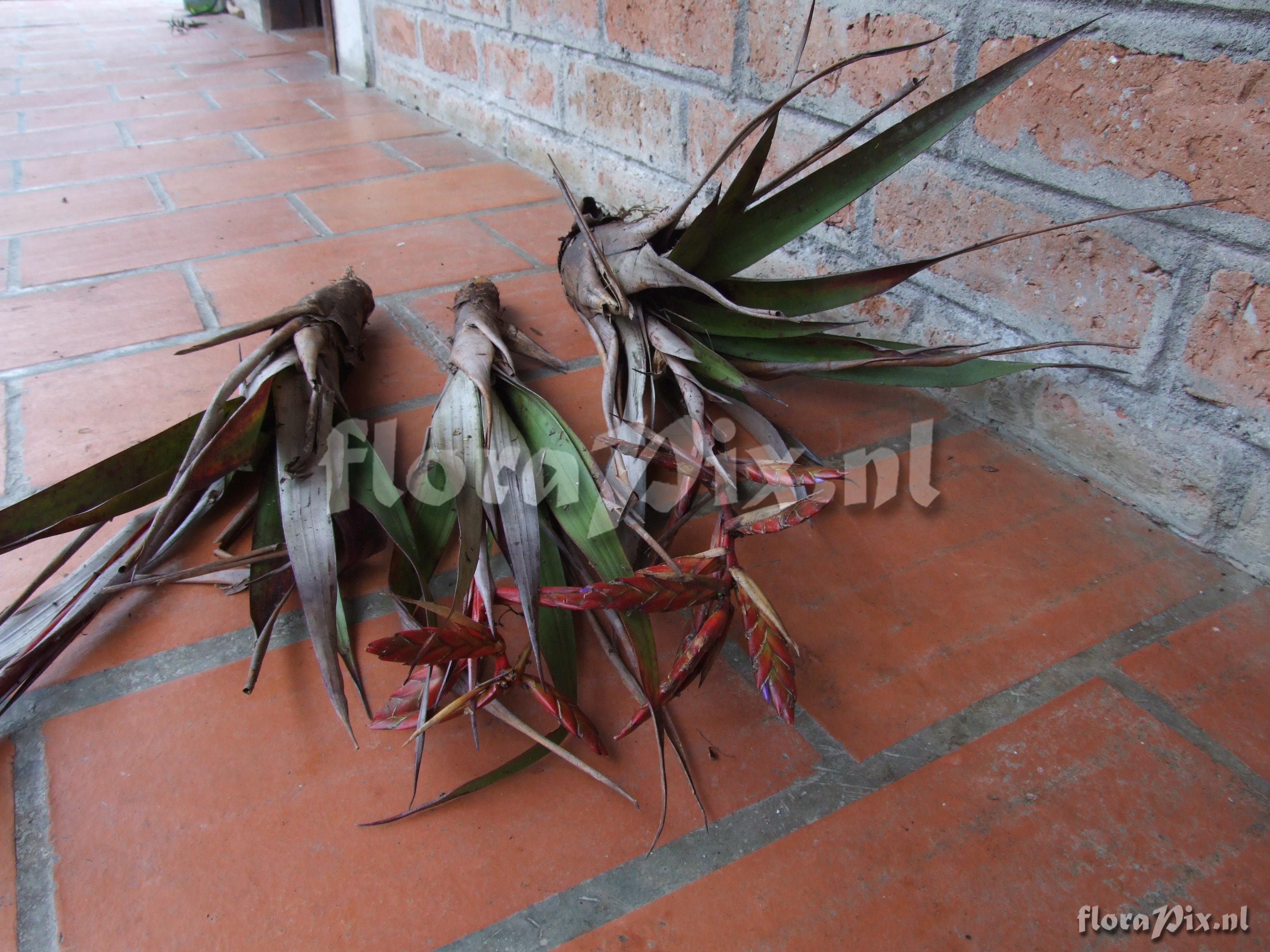 Tillandsia cf. 