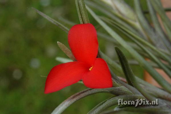 Tillandsia albertiana