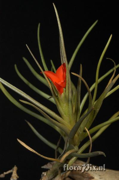 Tillandsia albertiana