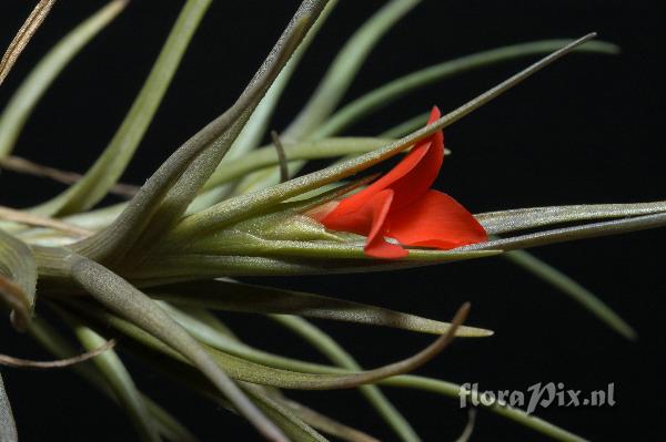 Tillandsia albertiana