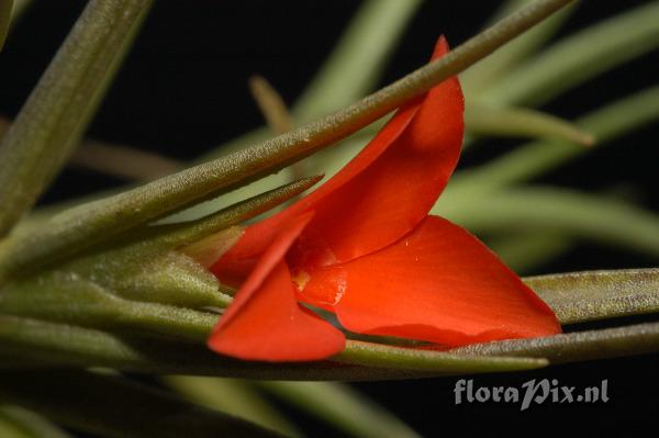 Tillandsia albertiana