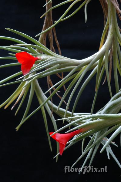 Tillandsia albertiana