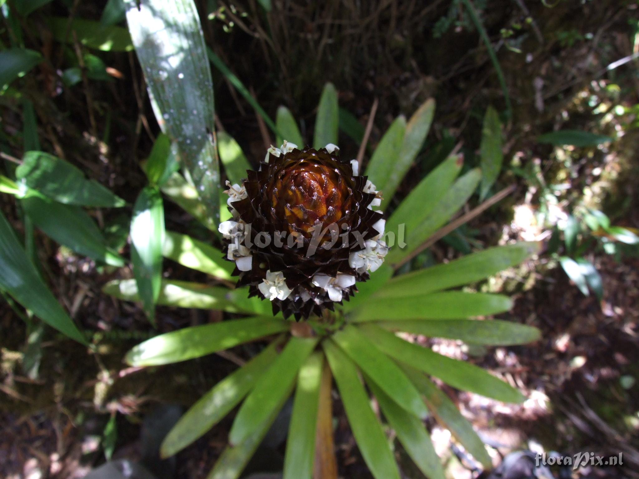 Guzmania coriostachya