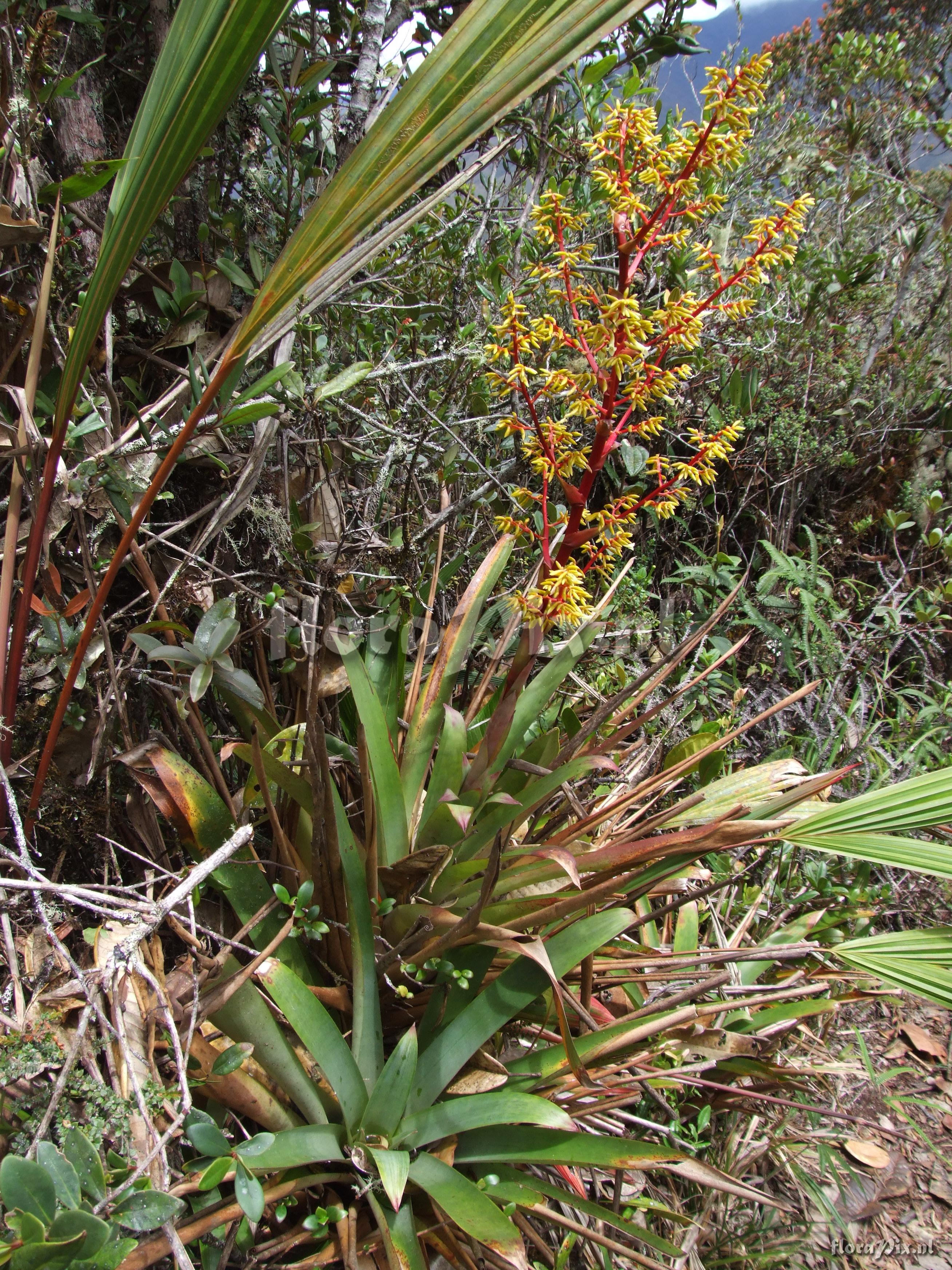 Guzmania cf. diffusa L.B. Sm.