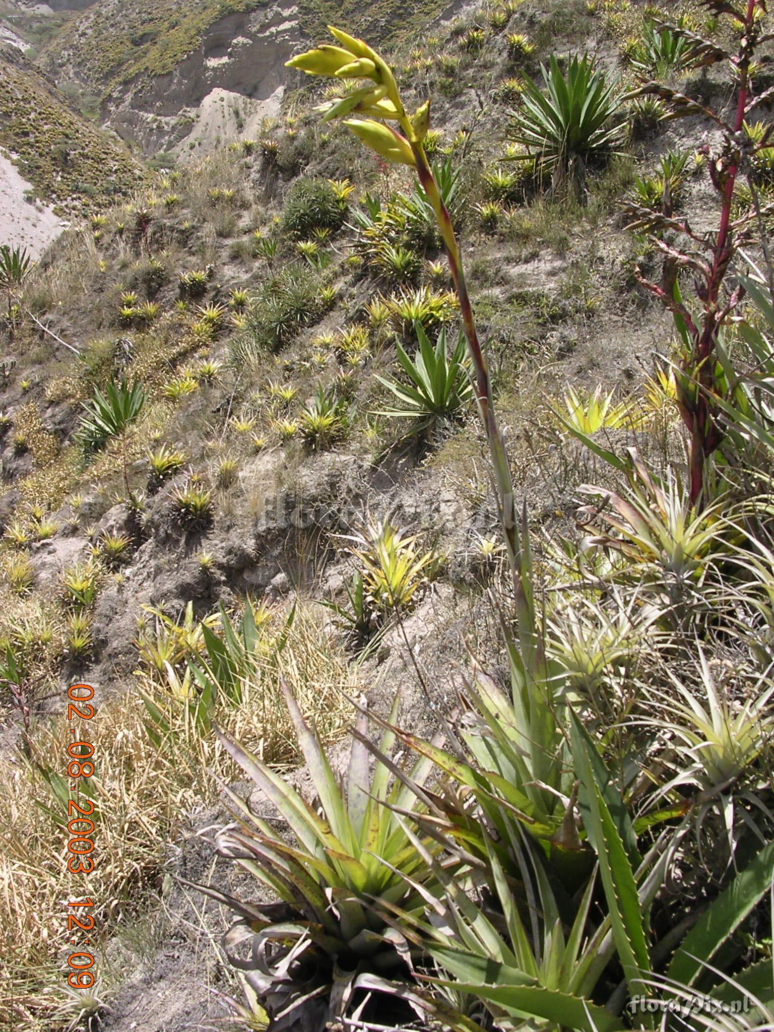 Tillandsia lajensis L.B. Sm.