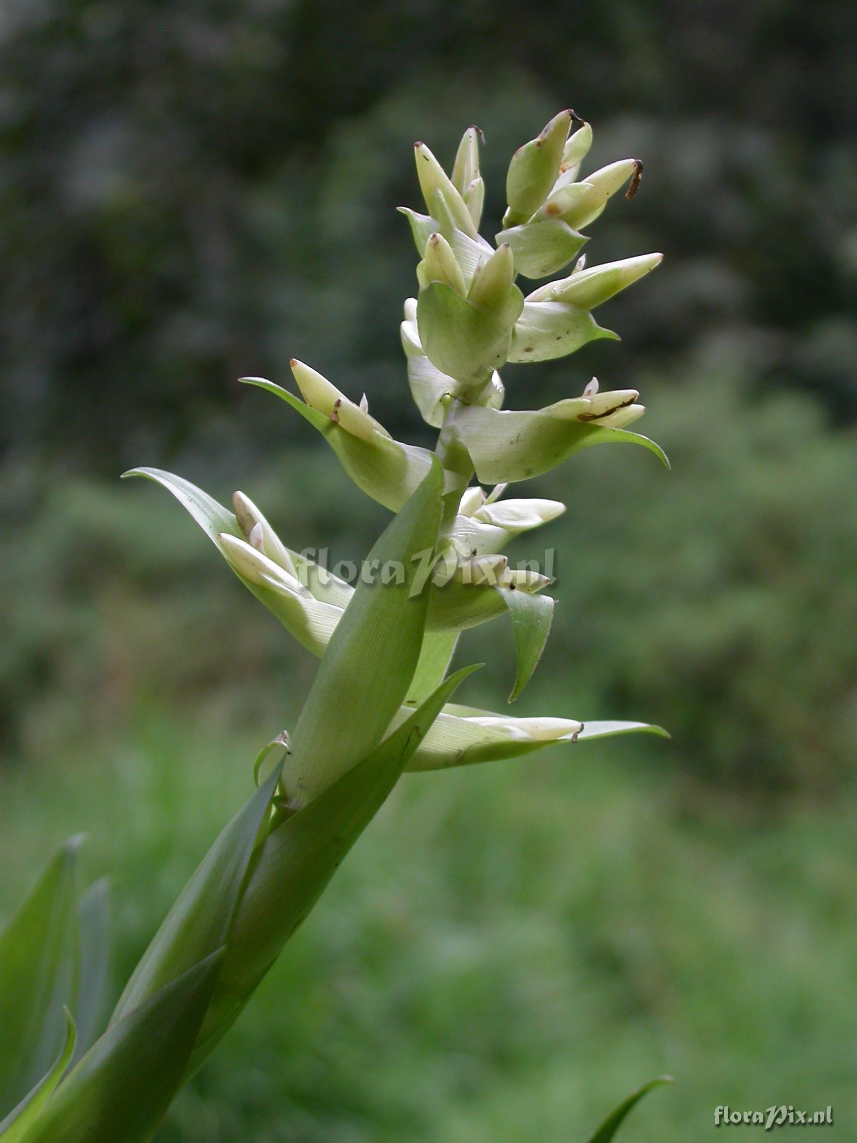 Tillandsia biflora R. & P.