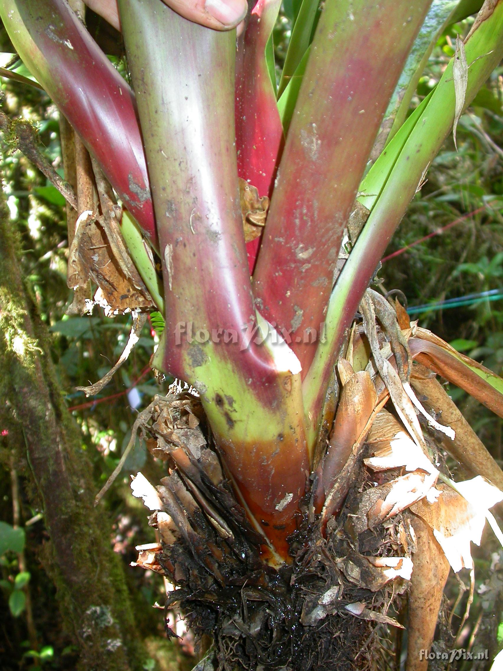 Guzmania  