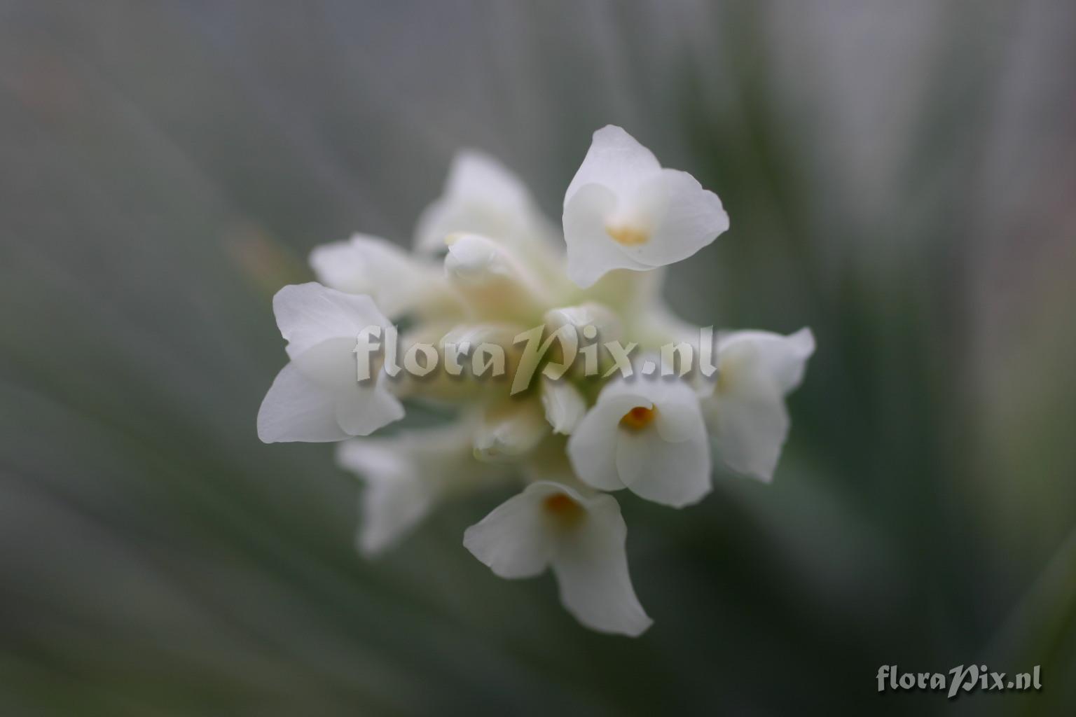 Tillandsia aeranthos var. alba