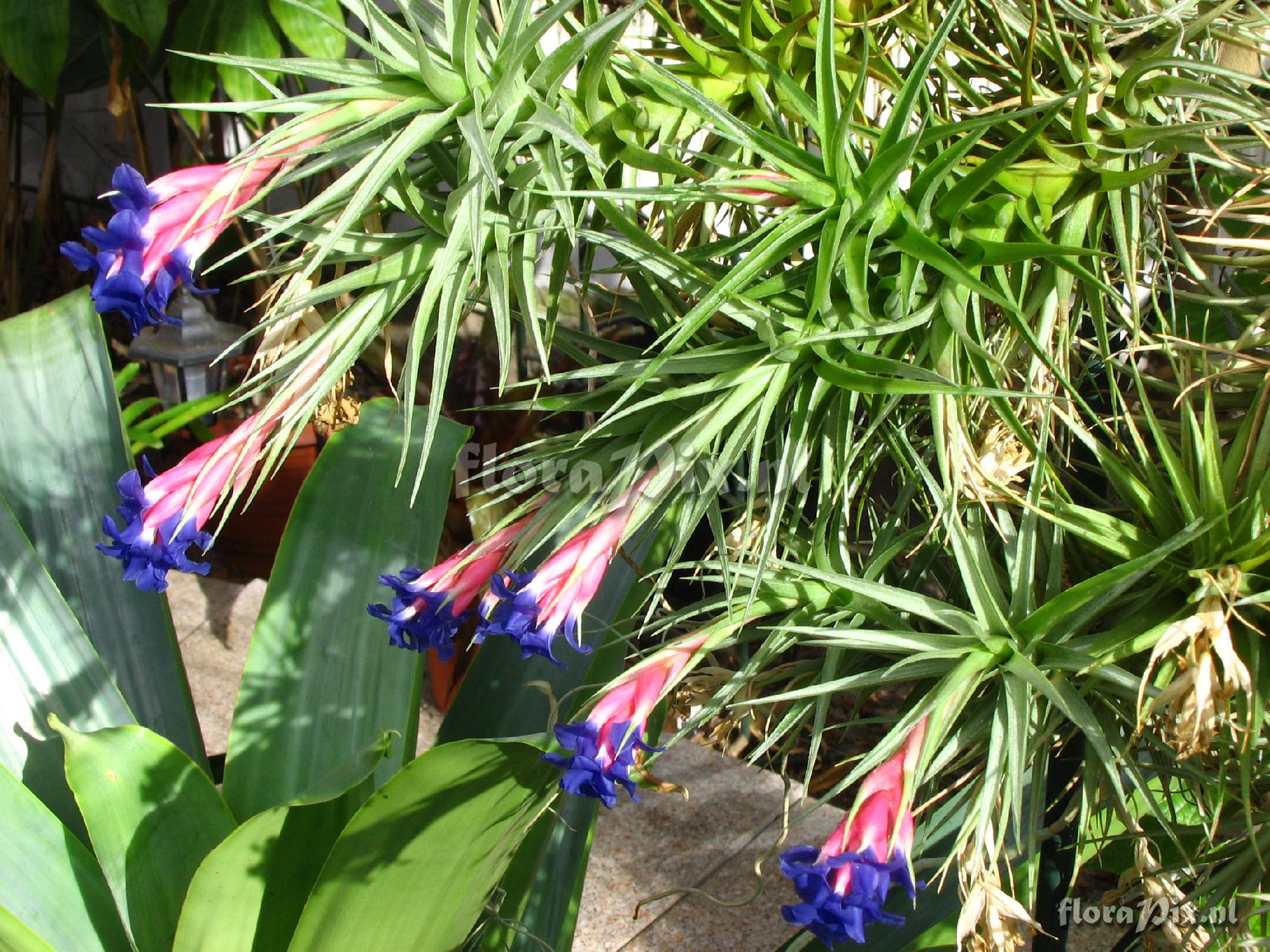 Tillandsia aeranthos.