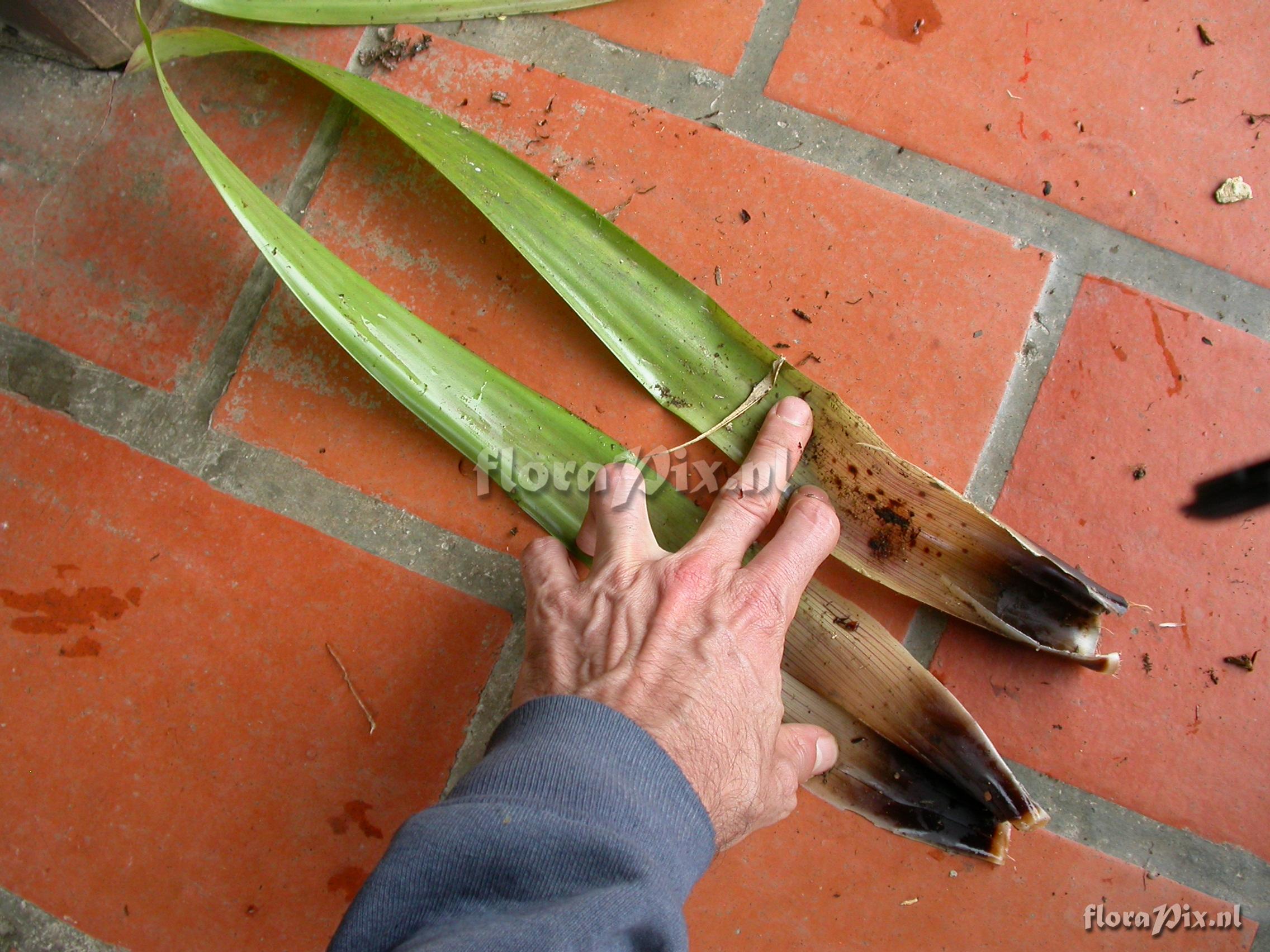 Guzmania sp. nov. 