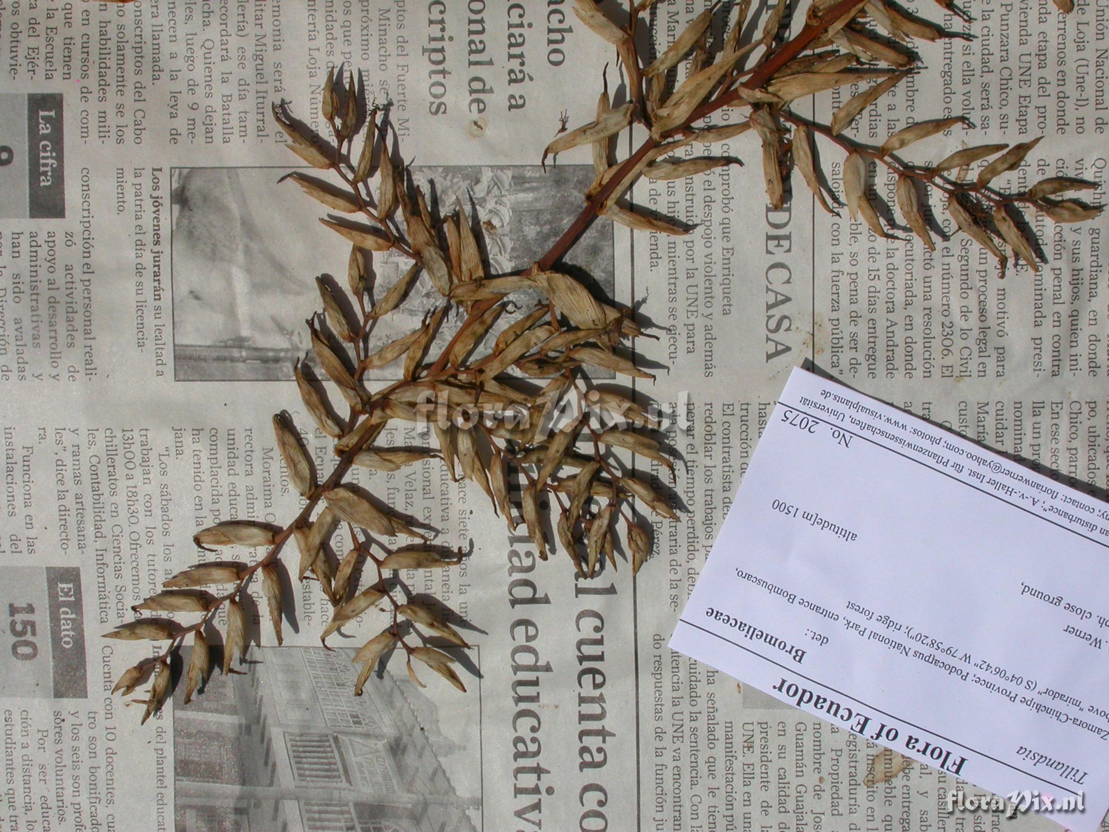 Tillandsia asplundii L.B. Sm.