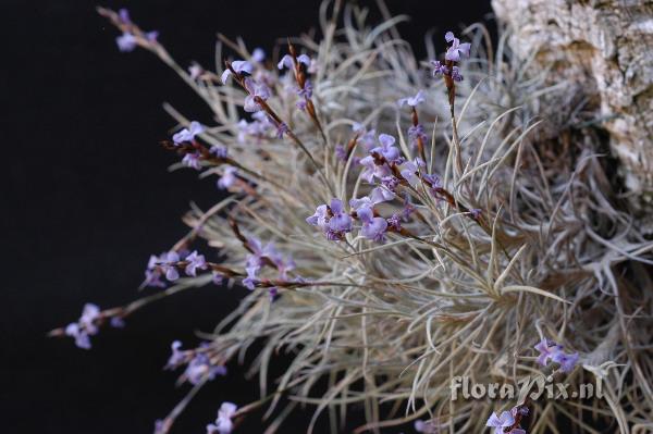 Tillandsia bandensis